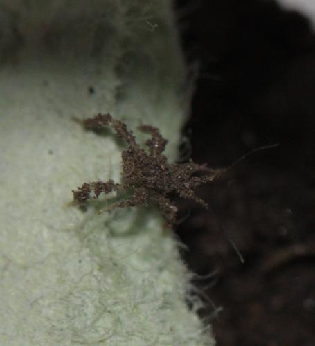 Reduvius personatus