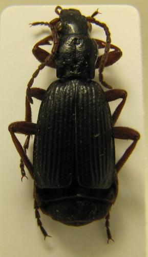 Aptinus sp.