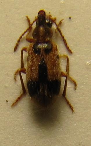 Notoxus sp.