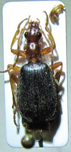 Réf. 157 110 : Brachinus sp.