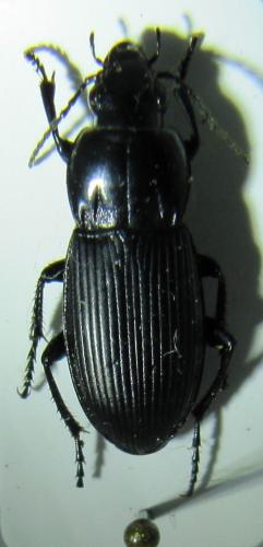 Poecilus koyi