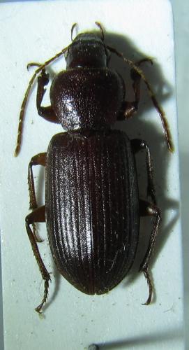 Graniger cordicollis