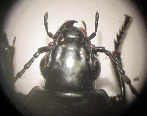 Poecilus koyi