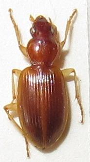 Réf. 157 161 : Paranchus albipes