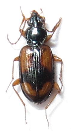 Réf. 157 147 : Bembidion hummleri