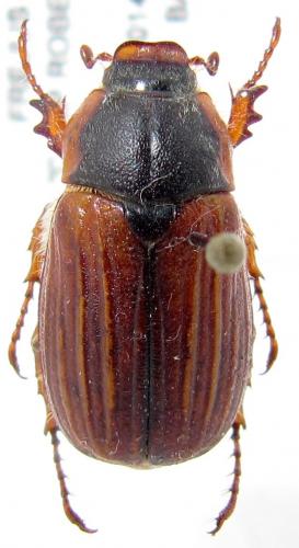Amphimallon sp.