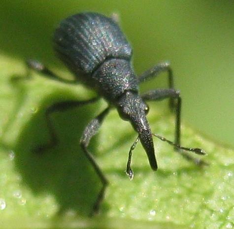 Oxystoma ochropus