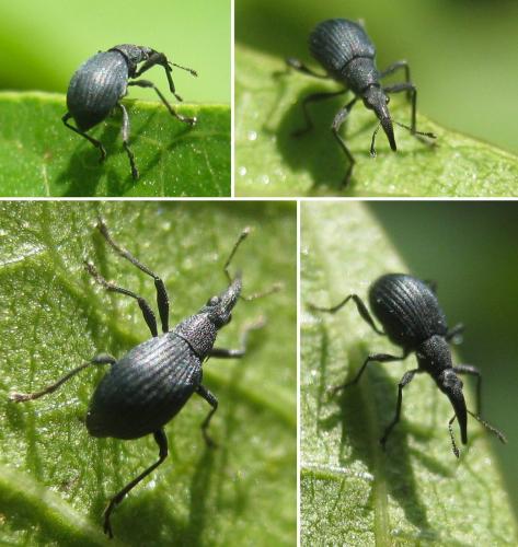 Oxystoma ochropus