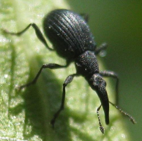 Oxystoma ochropus
