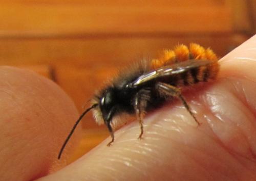 Osmia cornuta