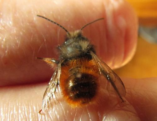 Osmia cornuta