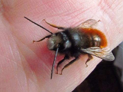 Osmia cornuta