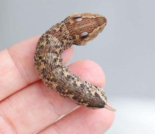 Réf. 157 190 : Rhagastis mongoliana