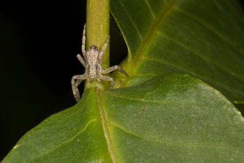 Philodromus dispar