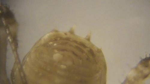 Homalenotus sp.