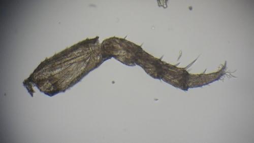 Haplophthalmus montivagus