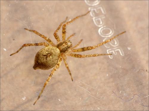 Anyphaena accentuata