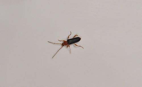 Phymatodes testaceus