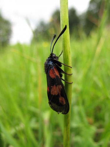 Zygaena trifolii