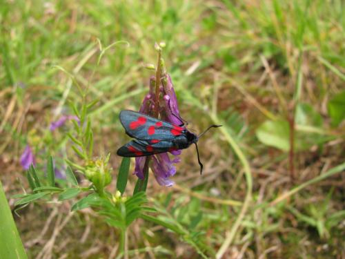 Zygaena filipendulae
