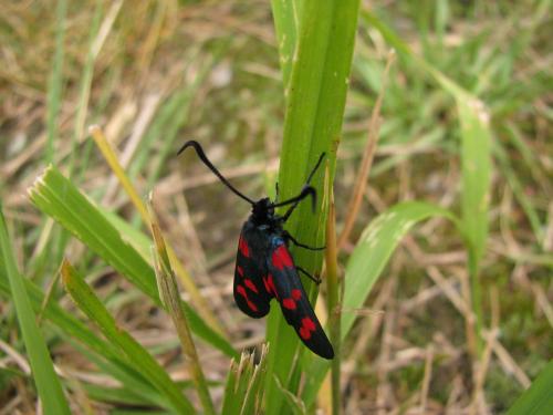 Zygaena filipendulae