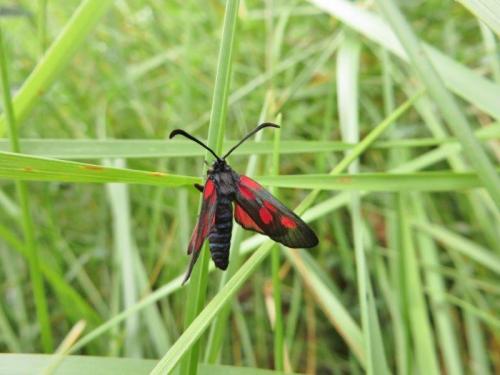 Réf. 157 525 : Zygaena viciae