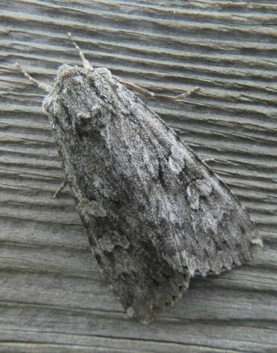 Réf. 157 004 : Eurois occulta