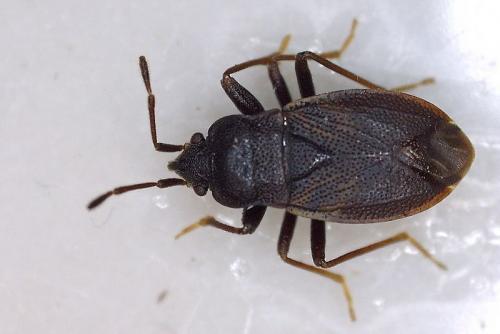 Drymus brunneus