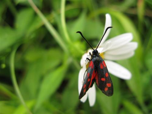 Zygaena transalpina