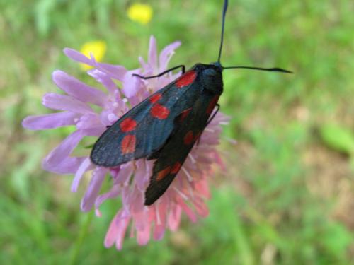 Réf. 157 775 : Zygaena sp.