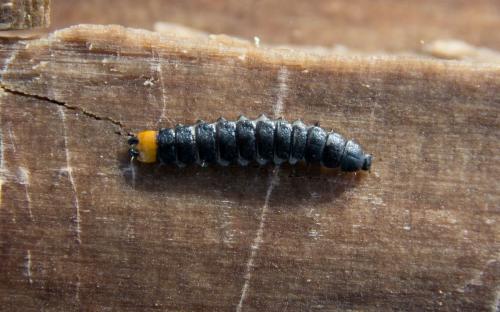 Réf. 157 305 : Lygistopterus sanguineus