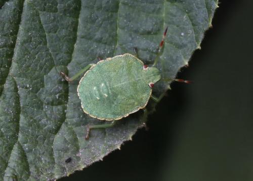 Palomena prasina