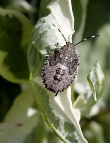 Réf. 157 364 : Rhaphigaster nebulosa