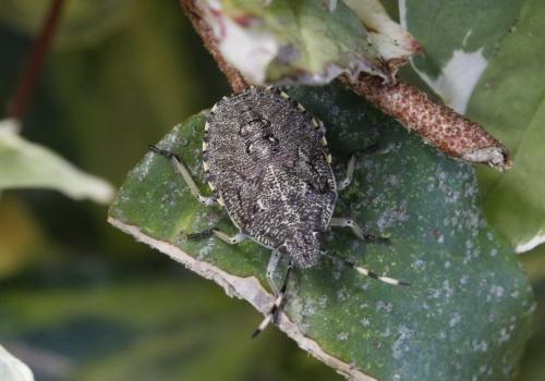 Réf. 157 365 : Rhaphigaster nebulosa