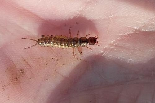 Nebriinae