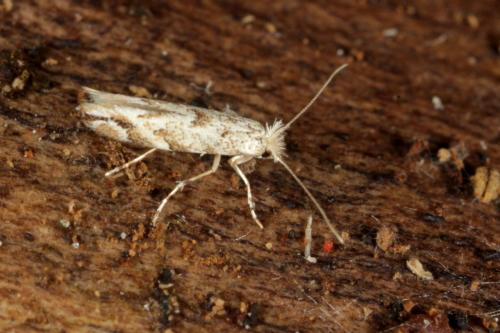 Phyllonorycter sp.