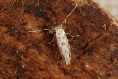 Phyllonorycter sp.