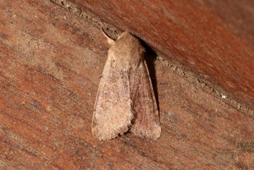 Réf. 157 462 : Orthosia cruda