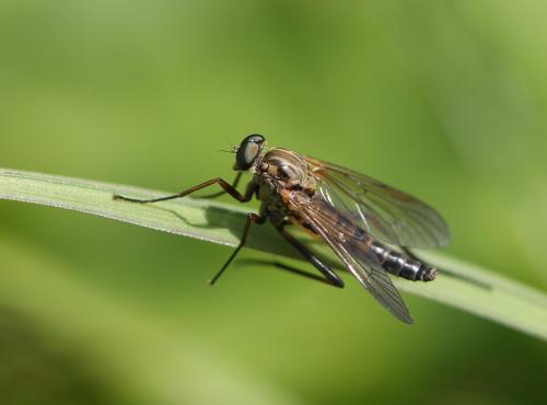 Rhagio sp.