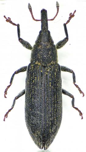 Réf. 157 204 : Lixus filiformis