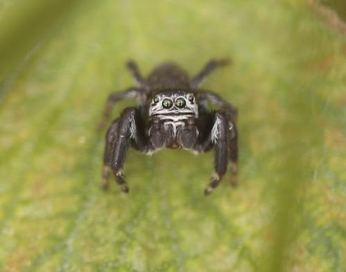 Réf. 157 989 : Evarcha arcuata