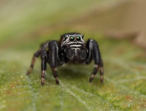 Evarcha arcuata