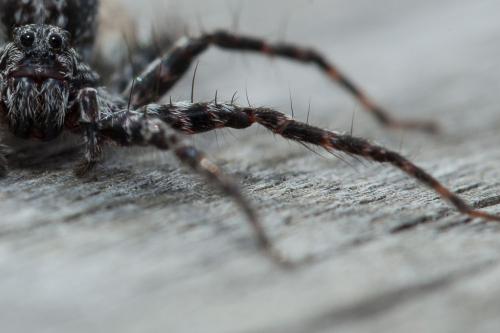 Acantholycosa lignaria