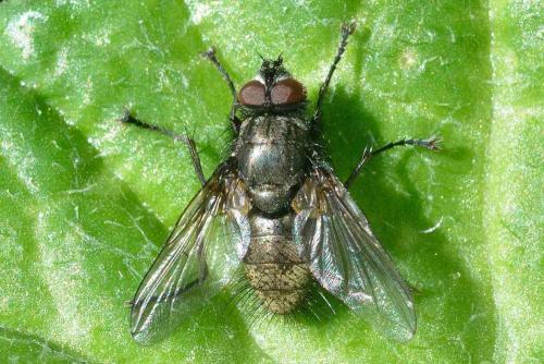 Macquartia dispar