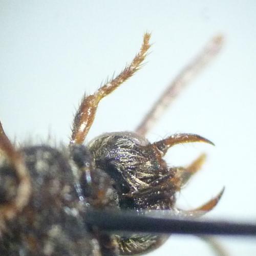 Nomada sp.
