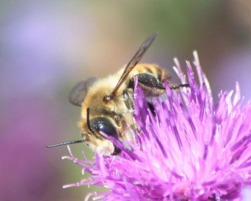 Megachile sp.