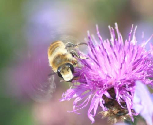 Réf. 157 907 : Megachile sp.