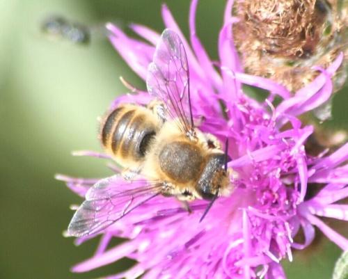 Réf. 157 908 : Megachile sp.