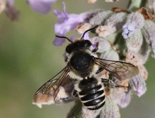 Megachile sp.