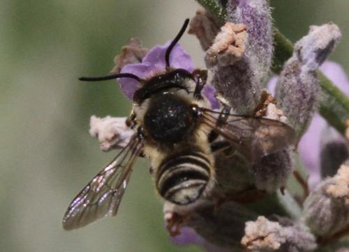 Réf. 157 304 : Megachile sp.